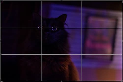 Free cat photography tips!