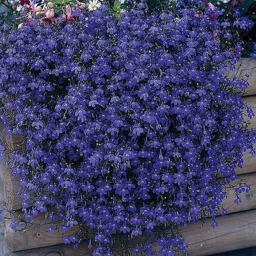 Lobelia 'Monsoon' - £9.99