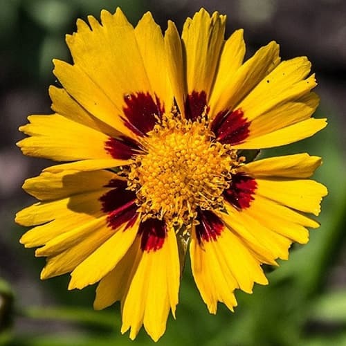 How does your #herbaceous garden grow?