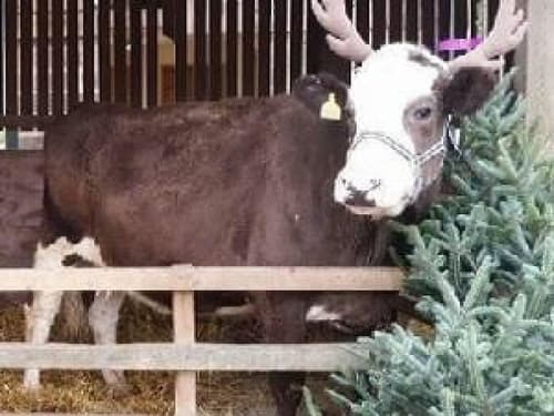 Victorian Christmas at Stonehurst