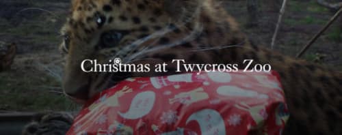 Christmas at Twycross Zoo