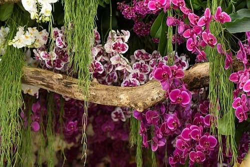 RHS Chatsworth Flower Show
