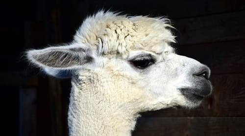 Easter Animals Fun Day!