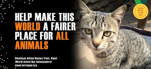 MISSION: TO RAISE THE STATUS OF ANIMALS IN ORDER TO IMPROVE WELFARE STANDARDS AROUND THE GLOBE