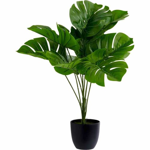 SALE - Wilko Cheese Plant In Pot!