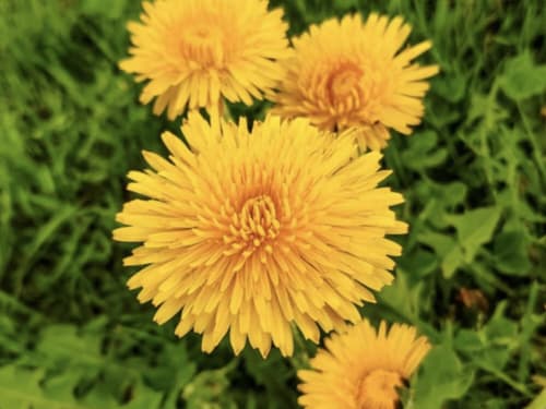 50 liver detoxification dog biscuits buy 2 get 1 free